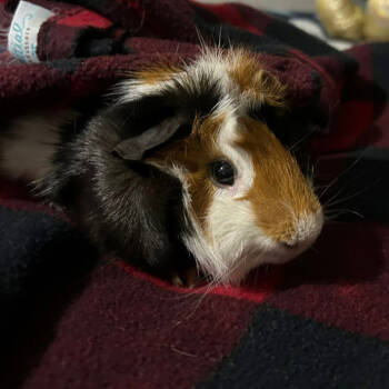 Rescue Guinea Pig Guinea Pigs for Adoption in Brownsboro, Alabama - Reese | PetCurious